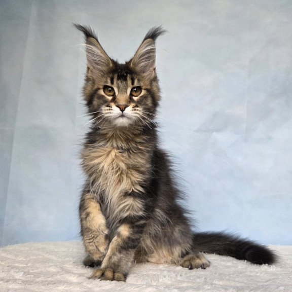 Maine Coon NOV Quokka