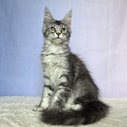 Maine Coon NOV Quetzal