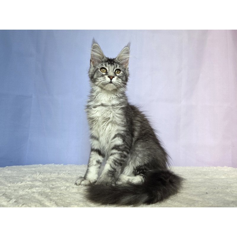 Maine Coon NOV Quetzal