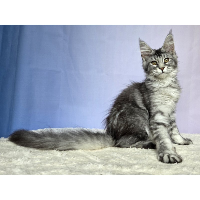 Maine Coon NOV Quetzal