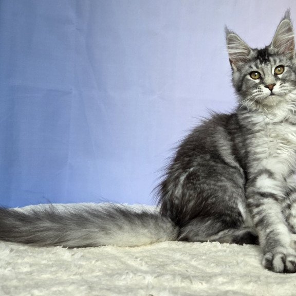 Maine Coon NOV Quetzal