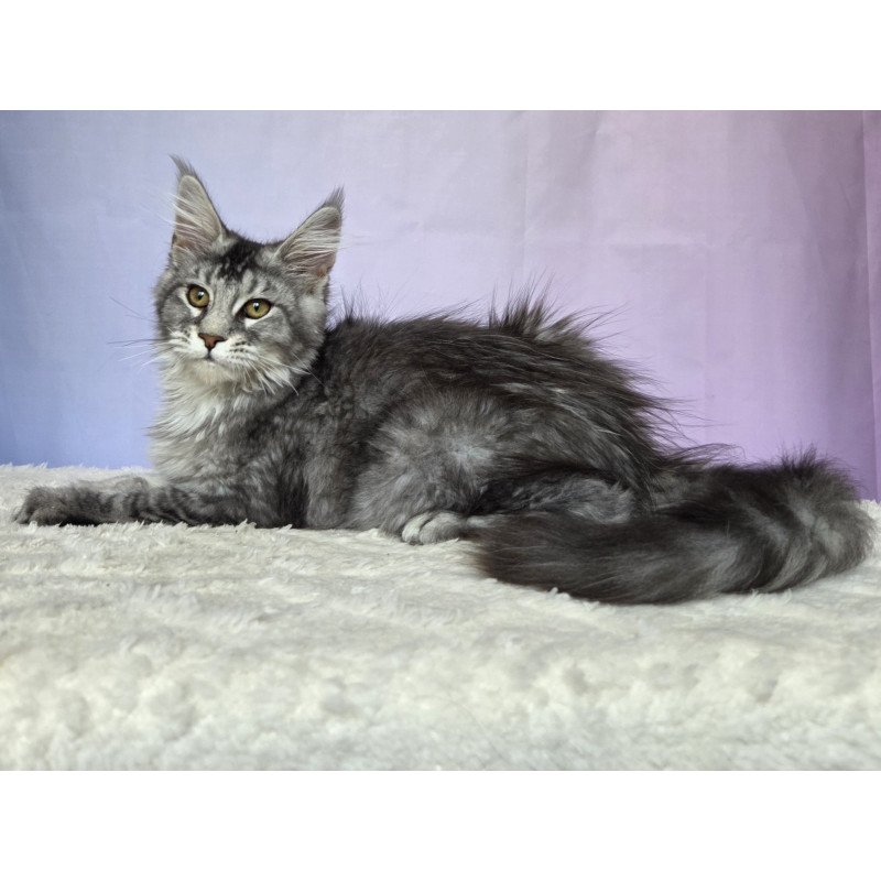 Maine Coon NOV Quetzal