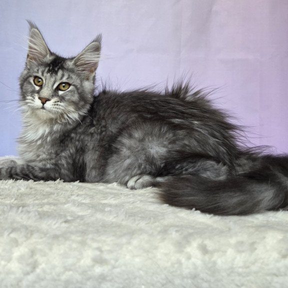 Maine Coon NOV Quetzal