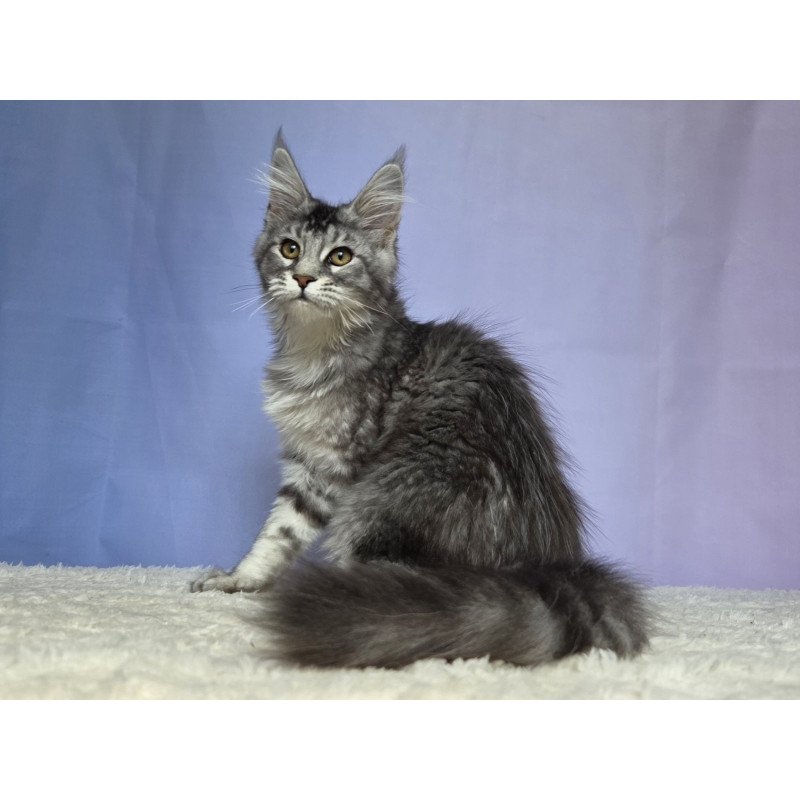 Maine Coon NOV Quetzal