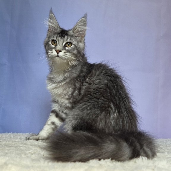 Maine Coon NOV Quetzal