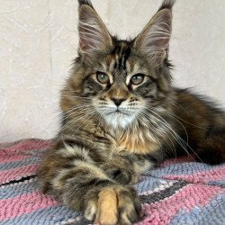 Maine Coon NOV Zlata