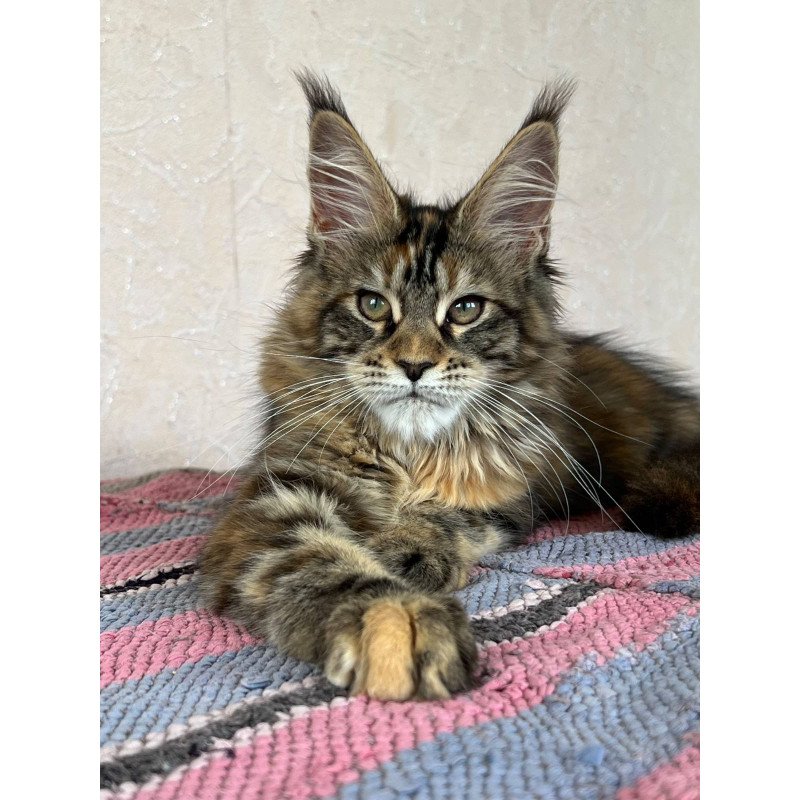 Maine Coon NOV Zlata