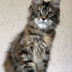 Maine Coon NOV Zlata