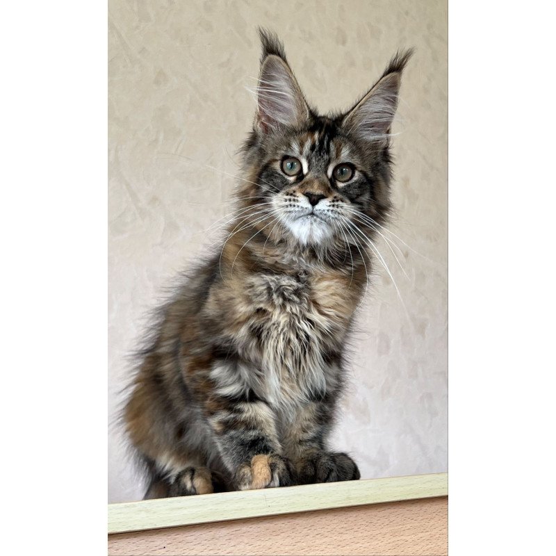 Maine Coon NOV Zlata