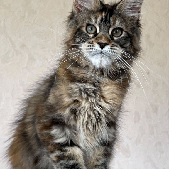 Maine Coon NOV Zlata