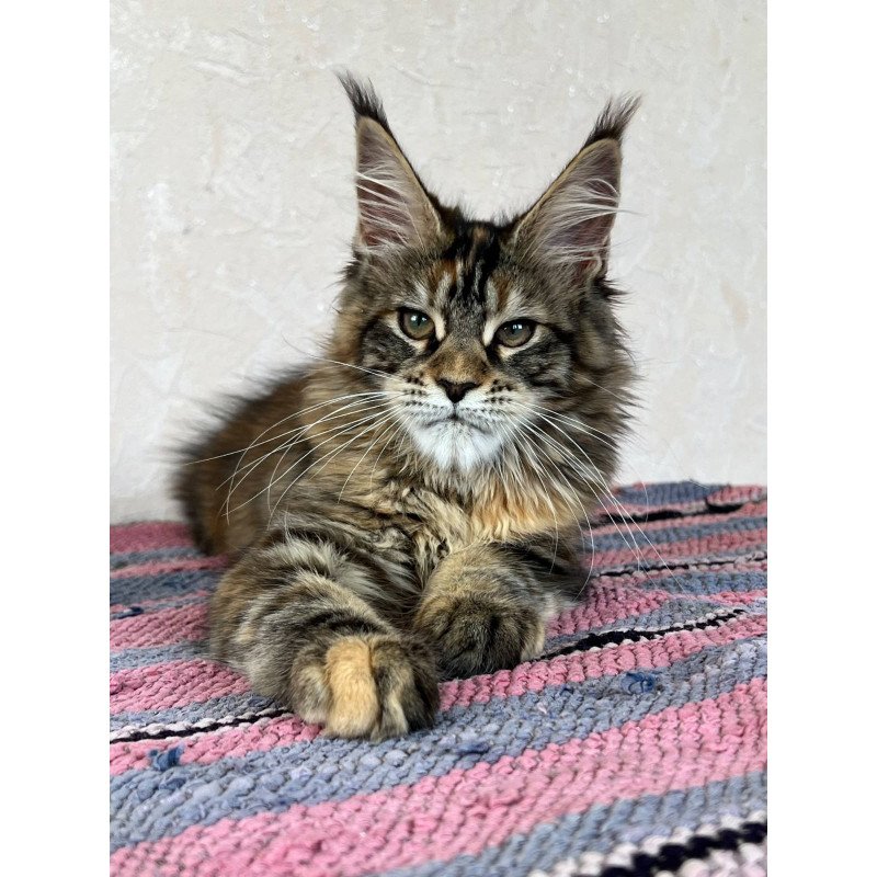 Maine Coon NOV Zlata
