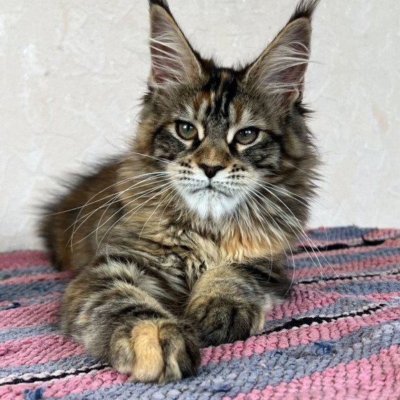 Maine Coon NOV Zlata
