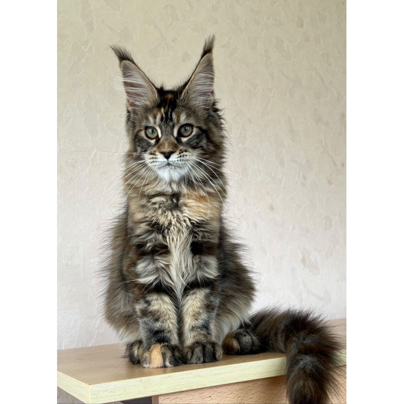 Maine Coon NOV Zlata