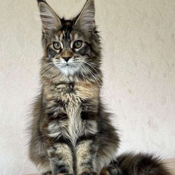 Maine Coon NOV Zlata