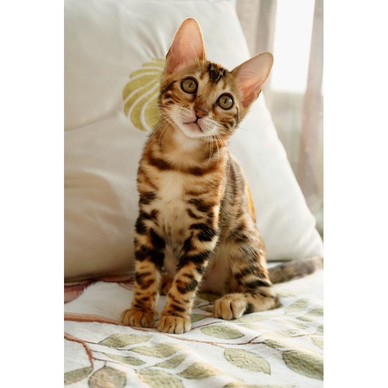 Bengal NOV Chanel