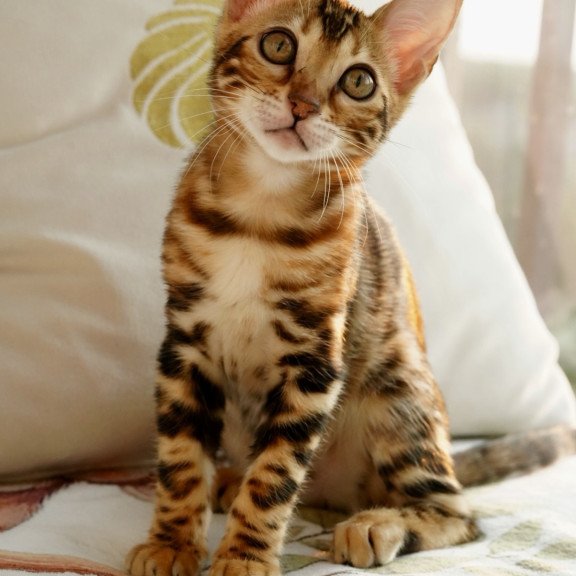 Bengal NOV Chanel