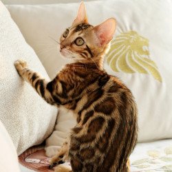 Bengal NOV Chanel