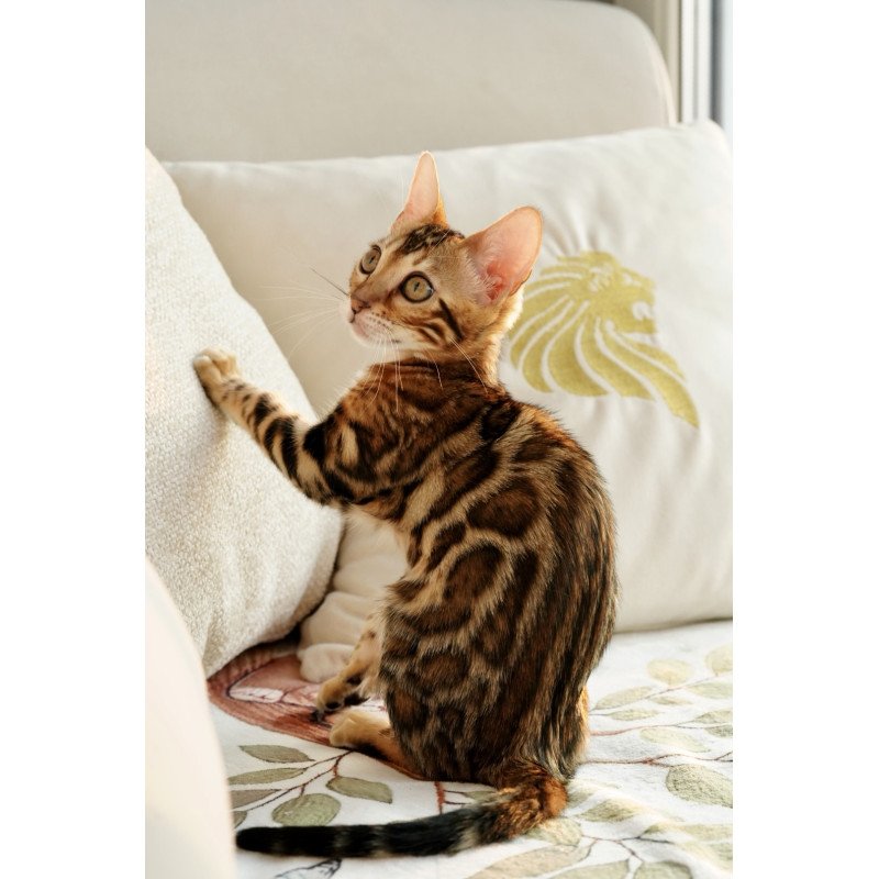 Bengal NOV Chanel