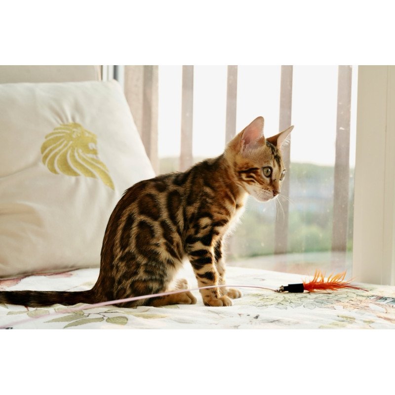 Bengal NOV Chanel
