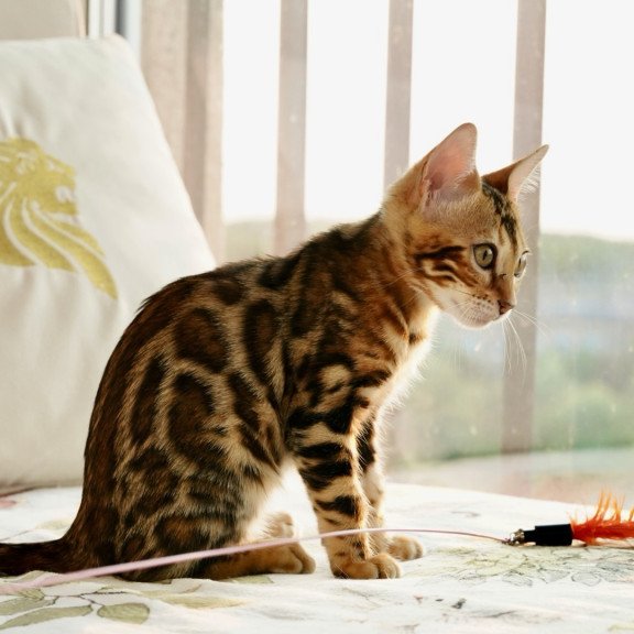 Bengal NOV Chanel