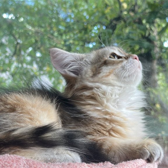 Siberian NOV Yukon