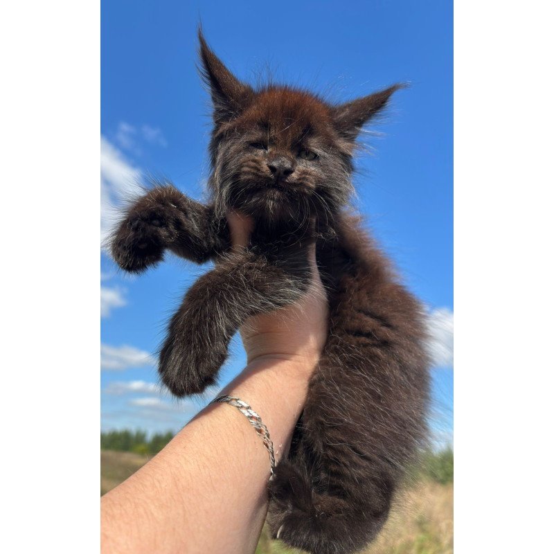 Maine Coon NOV Ferrari