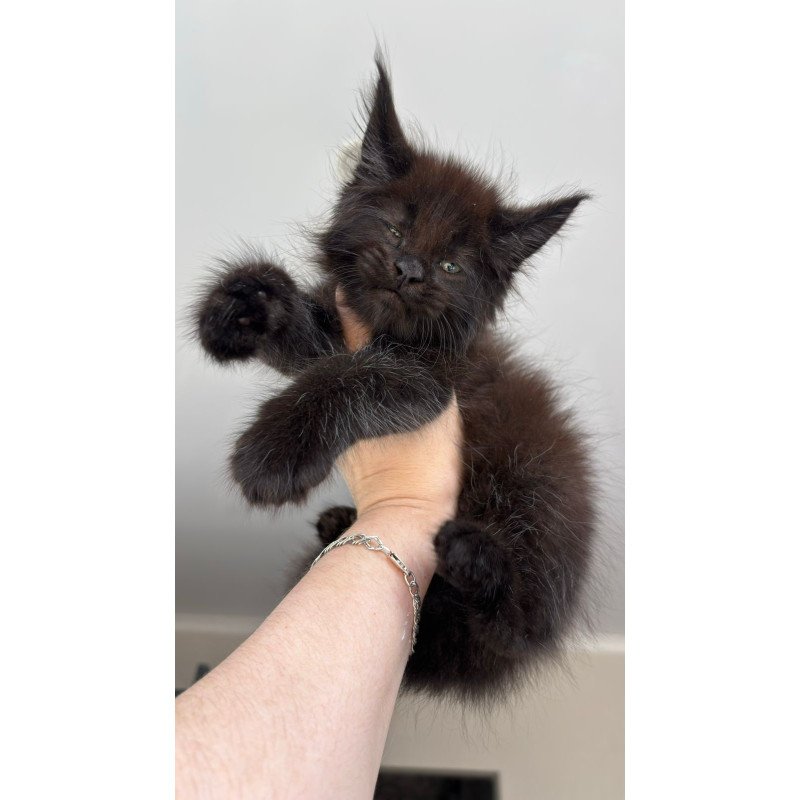 Maine Coon NOV Ferrari