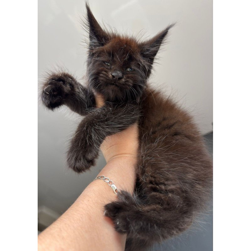 Maine Coon NOV Ferrari