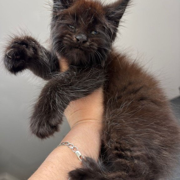 Maine Coon NOV Ferrari