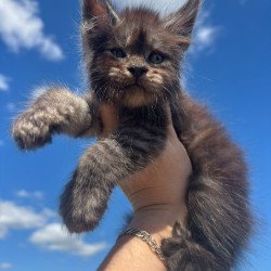Maine Coon NOV First