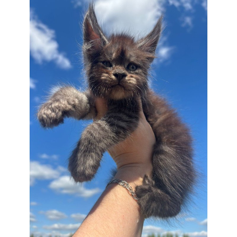 Maine Coon NOV First