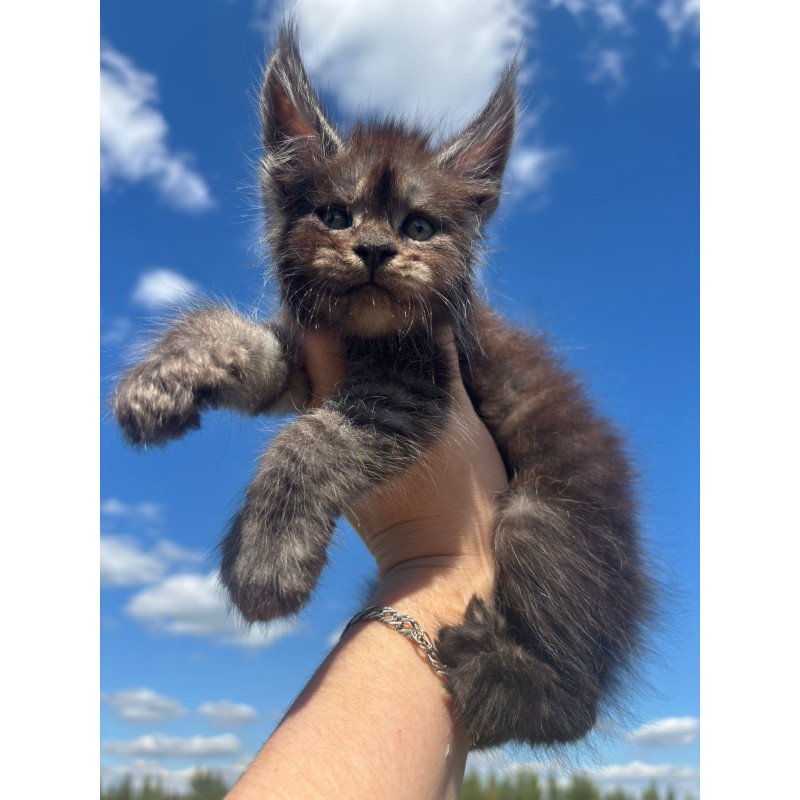 Maine Coon NOV First