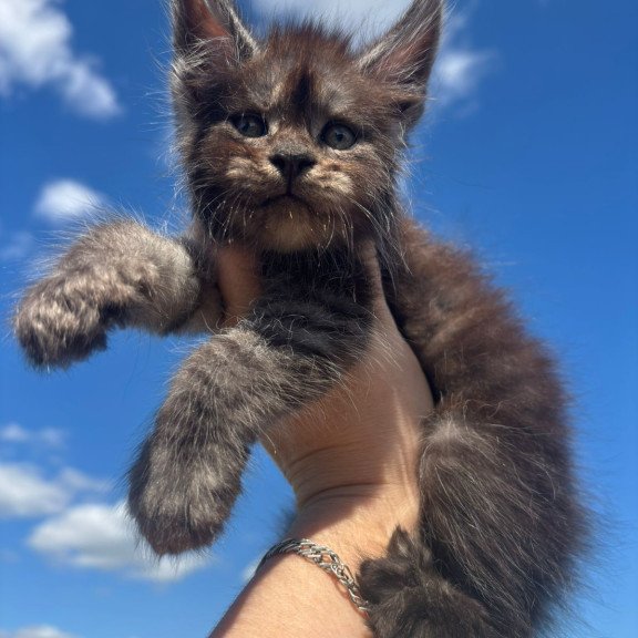 Maine Coon NOV First