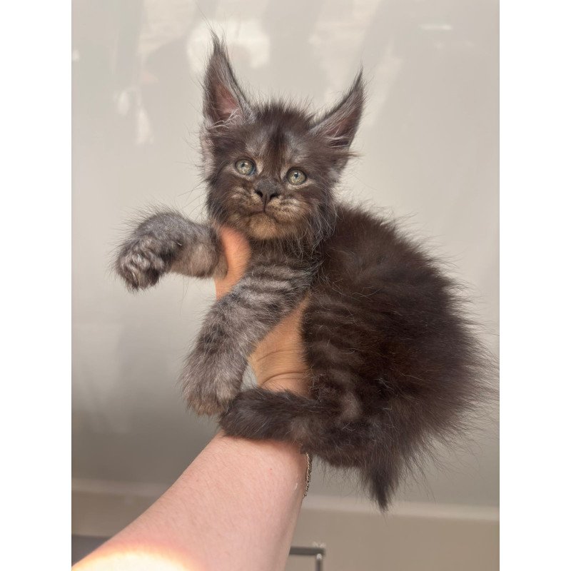Maine Coon NOV First