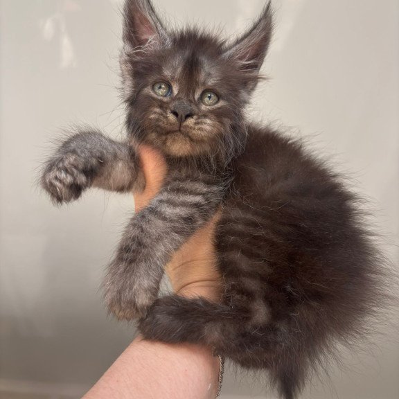 Maine Coon NOV First