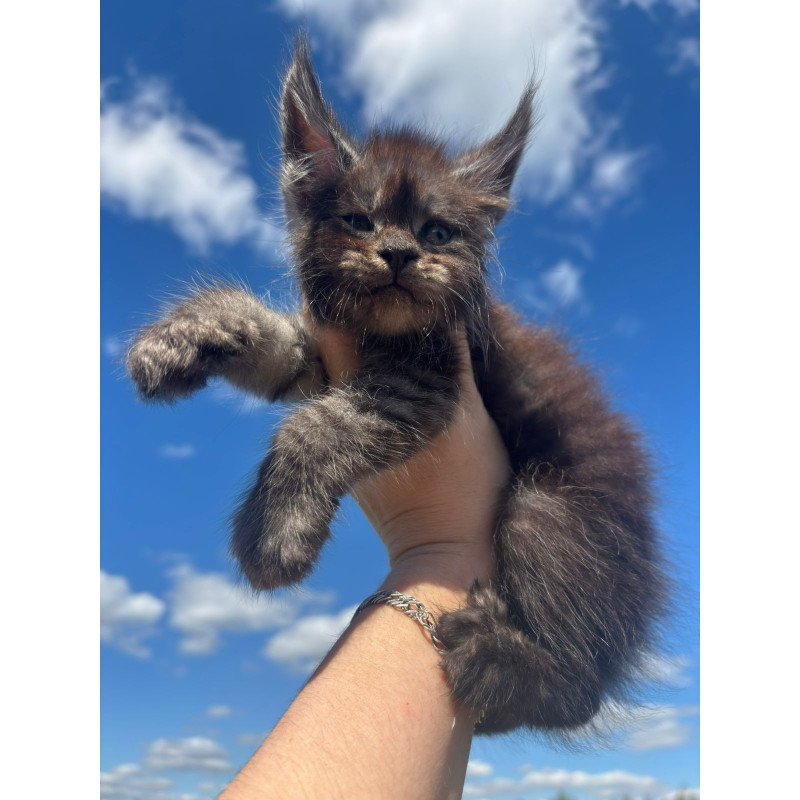 Maine Coon NOV First