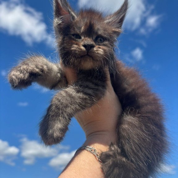Maine Coon NOV First