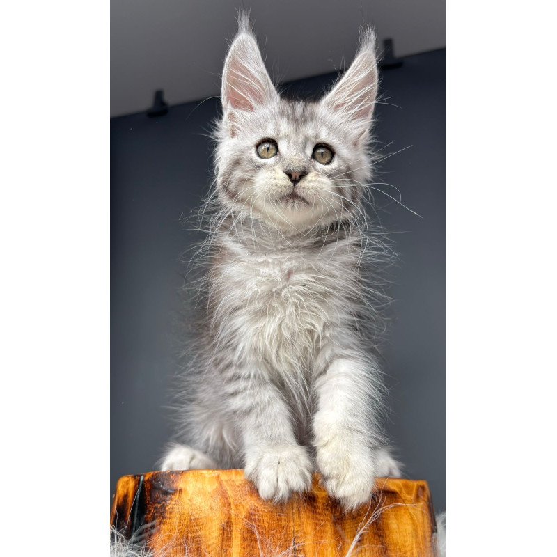Maine Coon NOV Diana