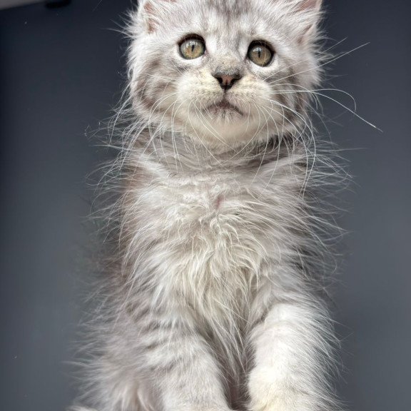 Maine Coon NOV Diana