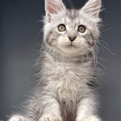 Maine Coon NOV Diana