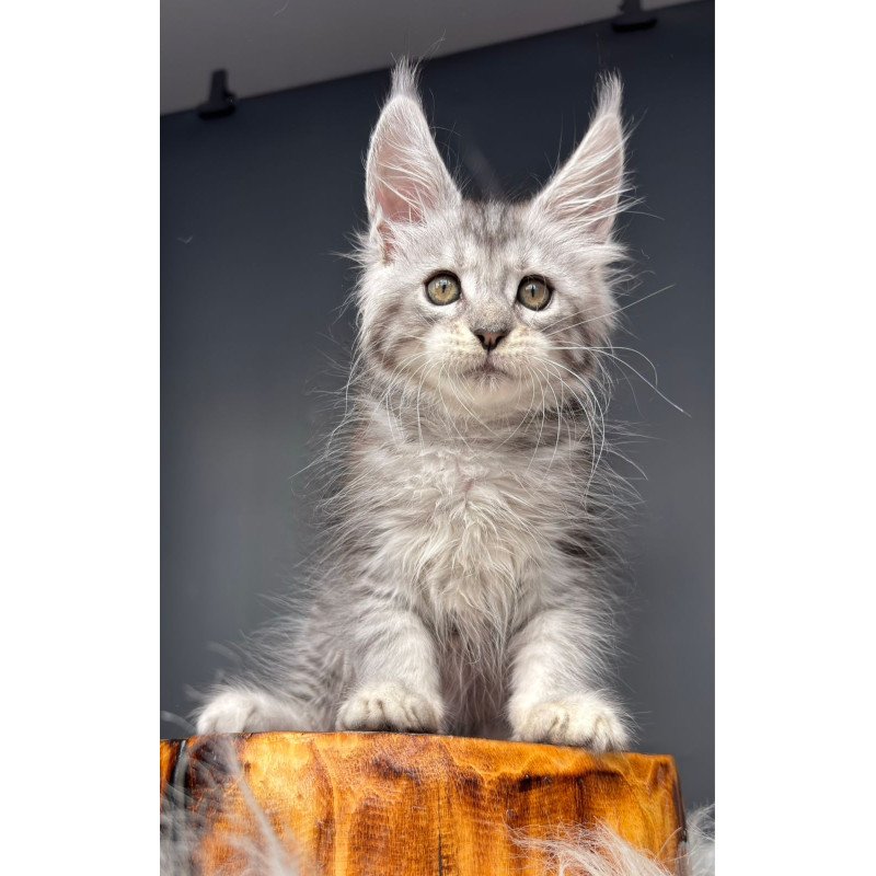 Maine Coon NOV Diana