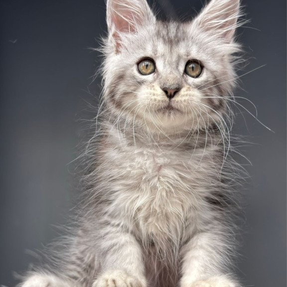 Maine Coon NOV Diana
