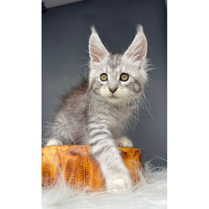 Maine Coon NOV Diana