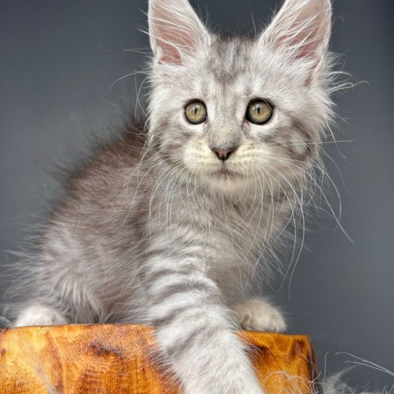 Maine Coon NOV Diana