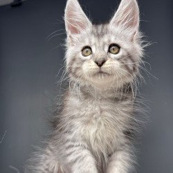 Maine Coon NOV Diana