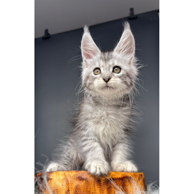 Maine Coon NOV Diana