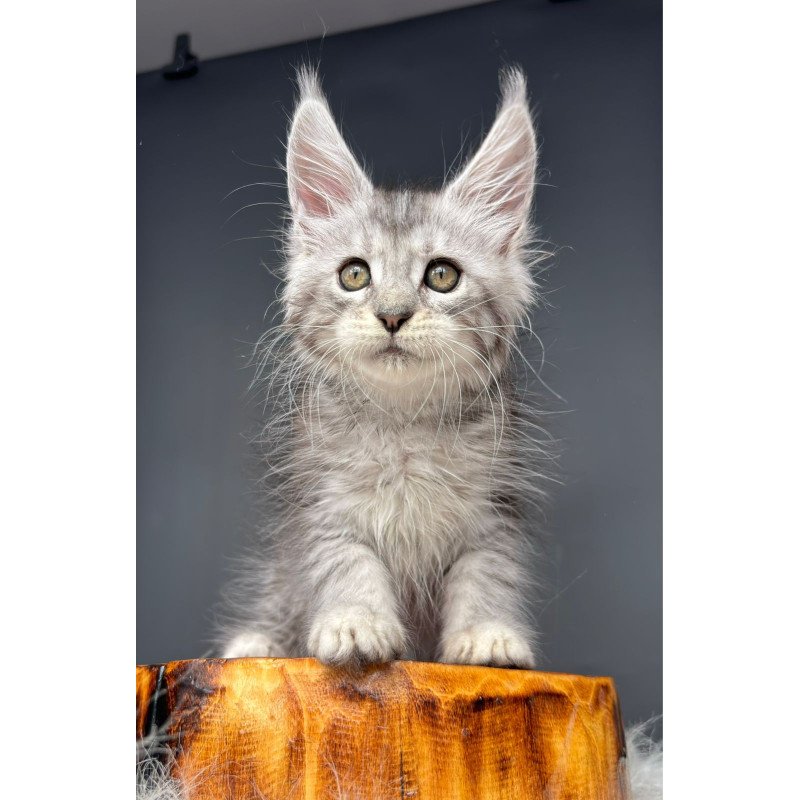 Maine Coon NOV Diana