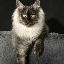 Maine Coon NOV Feya