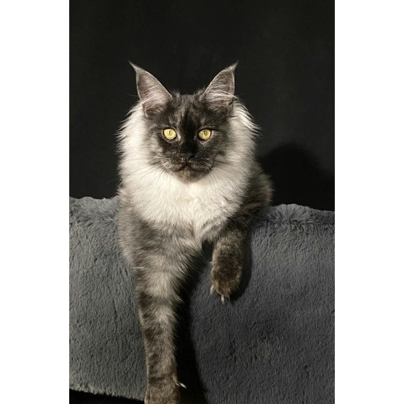 Maine Coon NOV Feya