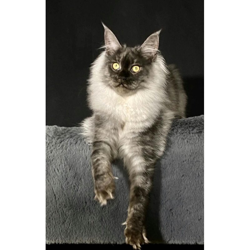 Maine Coon NOV Feya